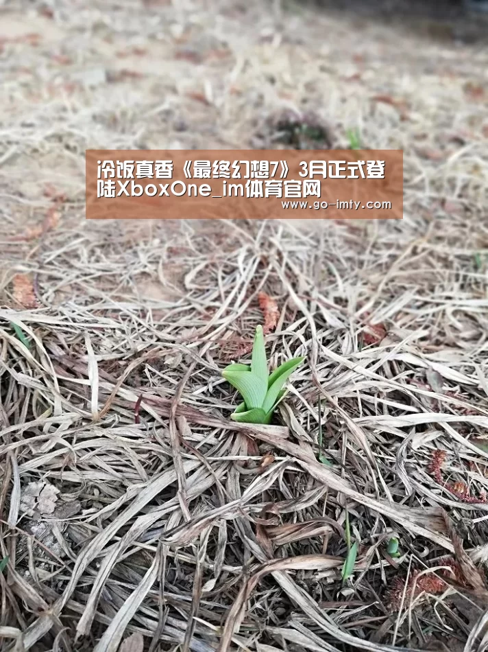 im体育投注